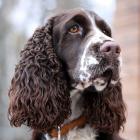 English Springer Spaniel