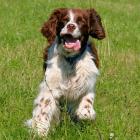 English Springer Spaniel