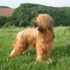 Briard