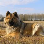 Eurasier