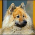 Eurasier