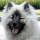 Eurasier