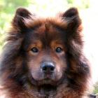 Eurasier