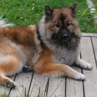 Eurasier