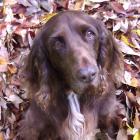 Field Spaniel