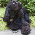 Field Spaniel