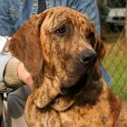 Fila Brasileiro