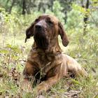 Fila Brasileiro