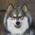 Finnischer Lapphund