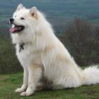 Finnischer Lapphund