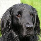 Flat-coated Retriever