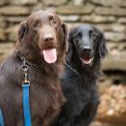 Flat-coated Retriever