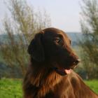 Flat-coated Retriever