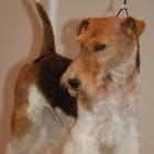 Foxterrier Drahthaar