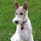 Foxterrier Drahthaar