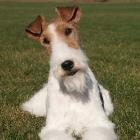 Foxterrier Drahthaar