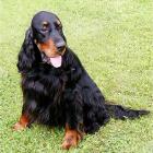 Gordon Setter