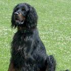 Gordon Setter