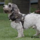 Grand Basset Griffon Vendéen