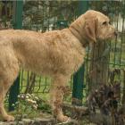 Griffon Fauve de Bretagne