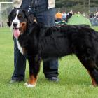 Berner Sennenhund