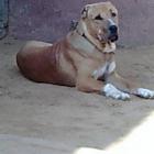 Alangu Mastiff