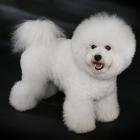 Bichon Frisé