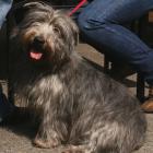 Irish Glen of Imaal Terrier