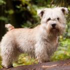 Irish Glen of Imaal Terrier