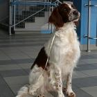 Irish Red and White Setter