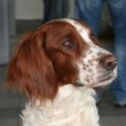 Irish Red and White Setter