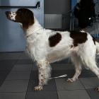 Irish Red and White Setter