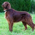 Irish Red Setter