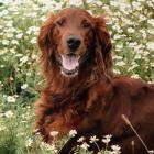 Irish Red Setter