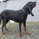 Black and Tan Coonhound