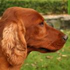 Irish Red Setter