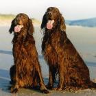 Irish Red Setter