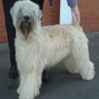 Irish Soft Coated Wheaten Terrier