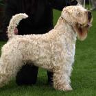 Irish Soft Coated Wheaten Terrier