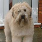 Irish Soft Coated Wheaten Terrier