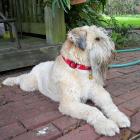 Irish Soft Coated Wheaten Terrier