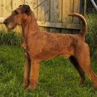 Irish Terrier