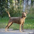 Irish Terrier