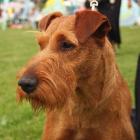 Irish Terrier