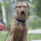 Irish Terrier