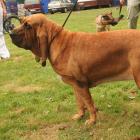 Bloodhound