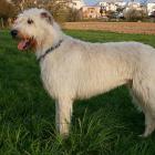 Irish Wolfhound