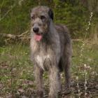 Irish Wolfhound