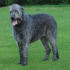 Irish Wolfhound