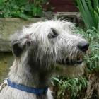 Irish Wolfhound